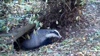 2.6K views · 25 reactions | Crimes against badgers can see you...