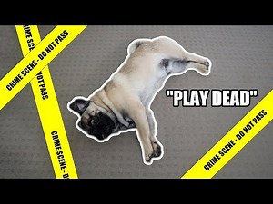 20 EASY Tricks to Teach your Puppy