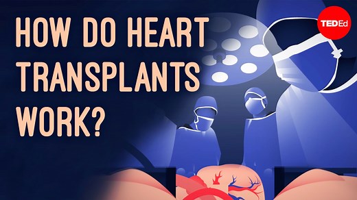 43K views · 686 reactions | How does heart transplant surgery work? | TED-Ed | Facebook