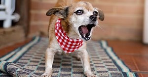 Proč pes štěká a jak ho to odnaučit? Tipy od expertky