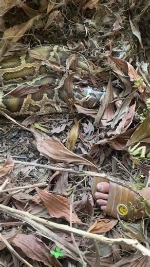 Giant Python Discovered Hiding Deep Inside Thick Bushes | Shocking Wildlife Encounter!