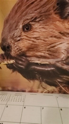 Beaver of the Month January!! 🦫 Beaver @Robbie Stingle