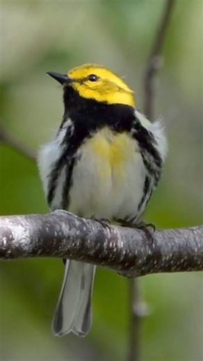 - 🐦Most birds identified on May 18 wins.👀More on this free competition and potluck: parks.ny.gov/events/event.aspx?e=19-38898.0 📸: Larry Bond | Letchworth State Park