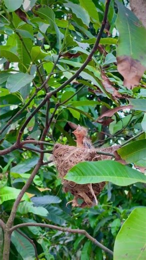 গরুত্বপূর্ণ কথা শুনুন