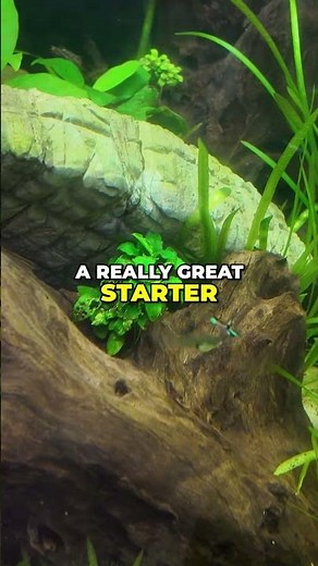 Easy Aquarium Plant Bundle for Beginners