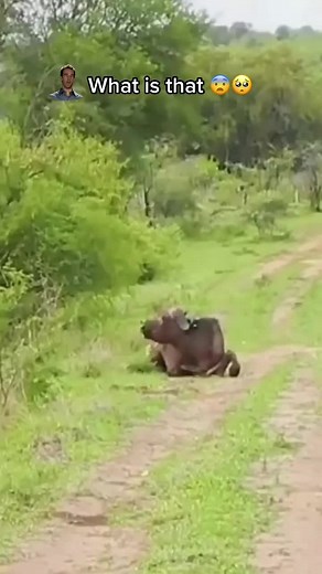 Pet's Studio TV on Reels