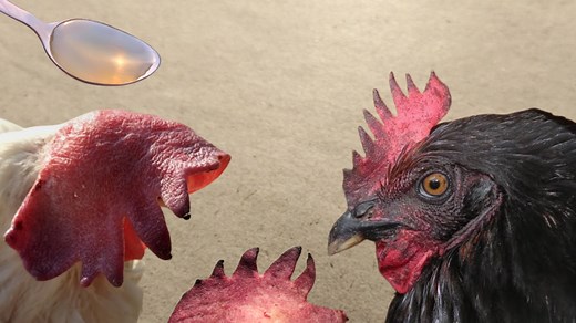 Chicken Comb turning Black: Causes, Prevention and Treatment | Dr. ARSHAD | Dr. Arshad Veterinary Clinic