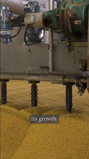 Malting has 3 main steps