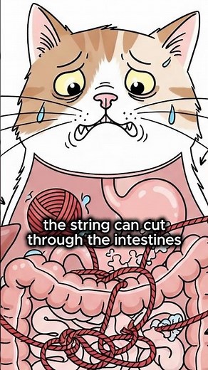 VET WARNING: Why String is SO Dangerous For Cats