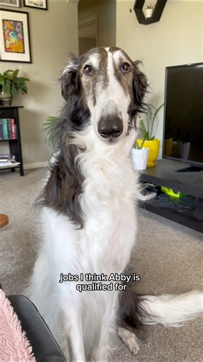 abby is a horse of all trades #borzoi #longdog #dogsoffacebook #dogsofinsta #fyp #reelitfeelit #dogreels #funnydogvideos #voiceover | Cleolonglegs
