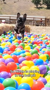 Special Dog Gets Giant Ball Pit Surprise 😂 | Rocky Kanaka