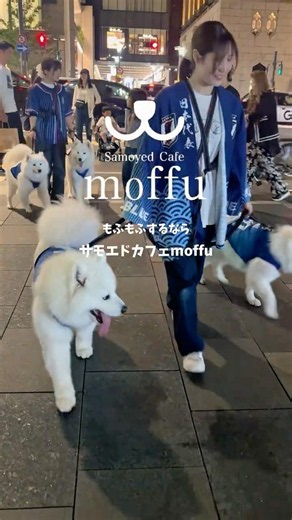 サモエド行列マンマミーア！