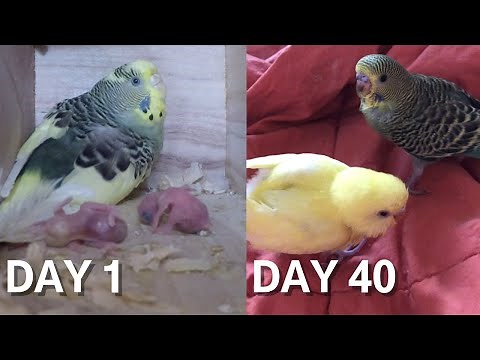 Baby Budgie(Parakeet) Growth Stages | Egg to 40 Days Unbelievable!