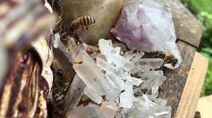 Of all the places to enter, they like the crystal way the best:) | Natural Beekeeping Trust