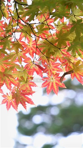 Savor the Stunning Scenery and Gourmet Cuisine of Niigata! Niigata Prefecture is a region brimming with rich nature, deep history, and gourmet delights. Begin with taking a moment of peace with a stroll through Yahiko Park to immerse yourself in the atmosphere of traditional Japan. Then, enjoy a dazzling performance by the Niigata Furumachi Geigi, a tradition with 200 years of history, and soak away your travel fatigue at Tsukioka Onsen, renowned as the "Bijin-no-yu" (Hot Spring of Beauty). For 