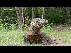 Giant Forest Lizard Attacks a Goat Unbelievable Footage!
