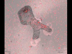 Trichoplax feeding on Rhodamonas salina algae.