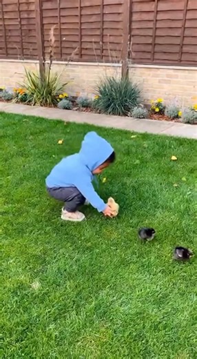 Baby Scared By a Hen #baby #chicken #chick #Hen #cute #parenting #mummy | Cryptic News
