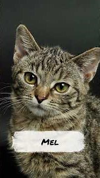 The Best Names for Tabby Cats! 😻🐯