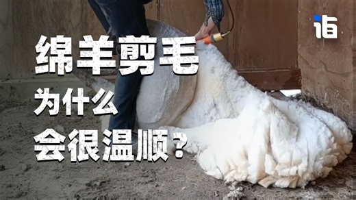 绵羊剪毛的时候为什么会很温顺？