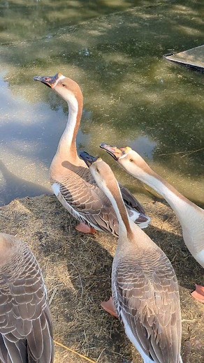26K views · 1.4K reactions | The goose are sitting between two ponds. #goose #gooseneck #gooselovers | Animals XYZ | Facebook