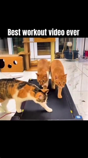 Best workout video ever 😆