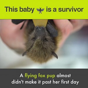 36K views · 1.7K reactions | After four months of round-the-clock care, orphaned bat Kali is back with her colony! | Oregon Zoo | Facebook