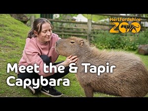 Meet the Capybara and Tapir! 🌟