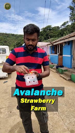 19K views · 111 reactions | Avalanche strawberry farm  This place...