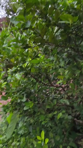 Semua akan beralih ke Allinol di kendaraan