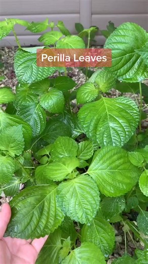 Growing Korean Perilla Leaves at Home