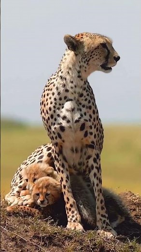 8 DAYS TANZANIA SAFARI – LUXURY SERENGETI & NGORONGORO ADVENTURE BEST SAFARI EXPERIENCE IN AFRICA