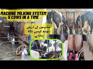 Cow Milking with Modern Technology: Electric Multi-Cow Machine Milking System at our farm