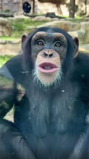 When the Chimpanzee Needs You to Understand the Secret Plan. 🤫 Conspiracy!