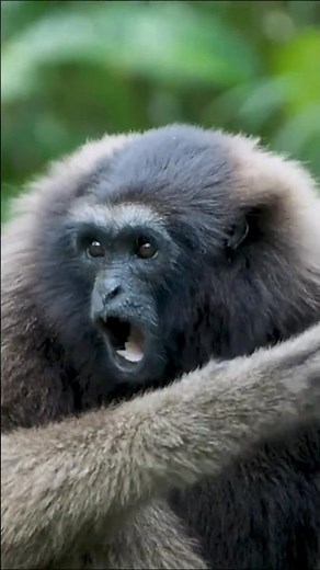 These Jungle Monkeys Sound Absolutely Possessed #terrifying #animals #wildlife