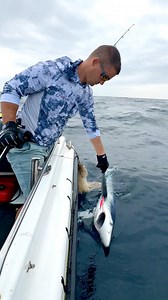 Blue Shark - Prionace glauca, Caught by The Fish Locker and tagged for NOAA #sharks #sharkfishing #sharktagging | The Fish Locker