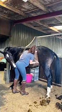 #asmr #horse #farrierlife #farrier #satisfying #horsemanship #horsecare #oddlysatisfying