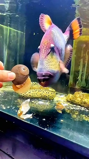 11K views · 66 reactions | The charm of a titanium case! Best bite force in the ocean! Update on conch these days! #viral #trending #fyp #foryou | Madelin | Facebook