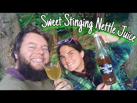 How To Make A Sweet Healthy Juice From Stinging Nettles 🌱 (Easy Stinging Nettle Recipes)