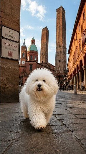 Bichon Bolognese: The Little Italian Dog That Charmed the Nobility 🇮🇹🐶