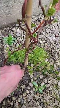 This climber plant snapped this is how to save a snapped plant