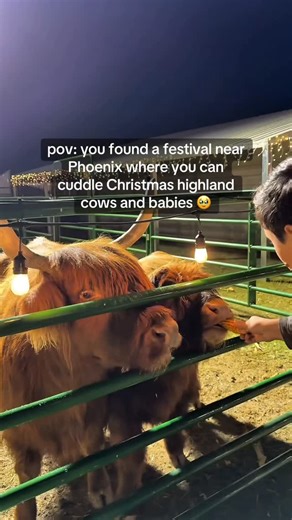WILDJOY ™️ Arizona Experiences on Instagram: "THE LICK 🤣AZ Holiday Activity #7 ➡️ Go cuddle a Highland Christmas cow at the brand new Christmas Festival by @visitdhfarms in Phoenix 🥹it’s included in $20 admission to the festival which also gets you access to so much like an illuminated walking trail, a tractor ride with a live violinist and even a one-of-a-kind projection show that YOU get to control! It’s so cool 🎄 Located towards the West Valley, admission to @visitdhfa