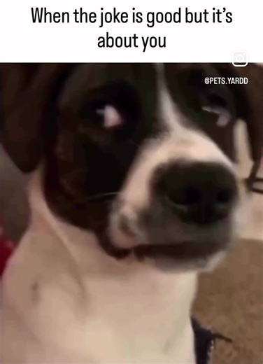 The Funniest Dog Reactions to Being Roasted