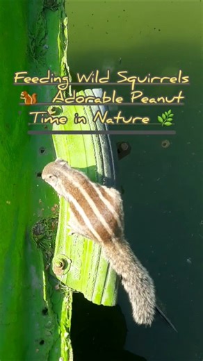 Feeding Wild Squirrels 🐿️ Adorable Peanut Time in Nature 🌿 #squirrel #sorts ‪@tantraavi‬