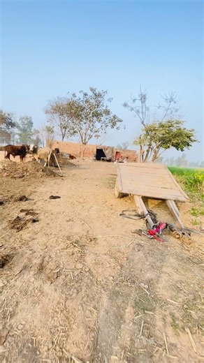 Beautiful Simple life village♥️/#villagelife #villagerlifestyle #simplevillagelife #youtubeshorts