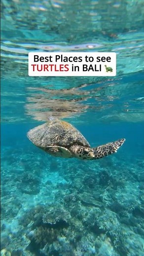 Best Turtle Snorkeling & Diving Spots in Bali 🐢 + Gili Islands Guide