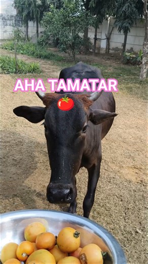 Aha Tamatar! 🍅 Cow's Favorite Snack! 🐄 #shorts #animalfeeding ​#CowLovesTomatoes