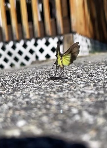 Grasshopper jumping and flying away in slow motion.
