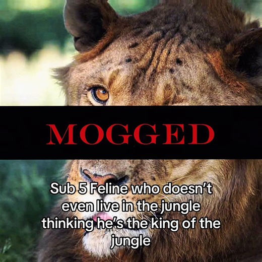 truth #lion #tiger #animals #fyp