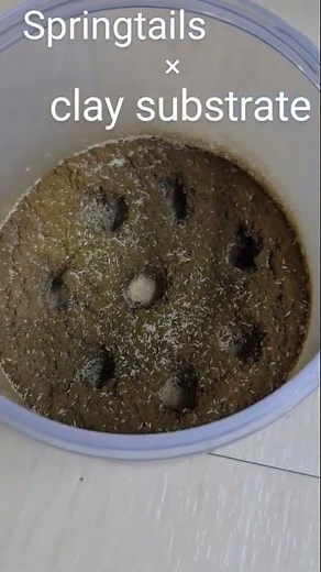 シロトビムシ (Springtails, Folsomia candida)